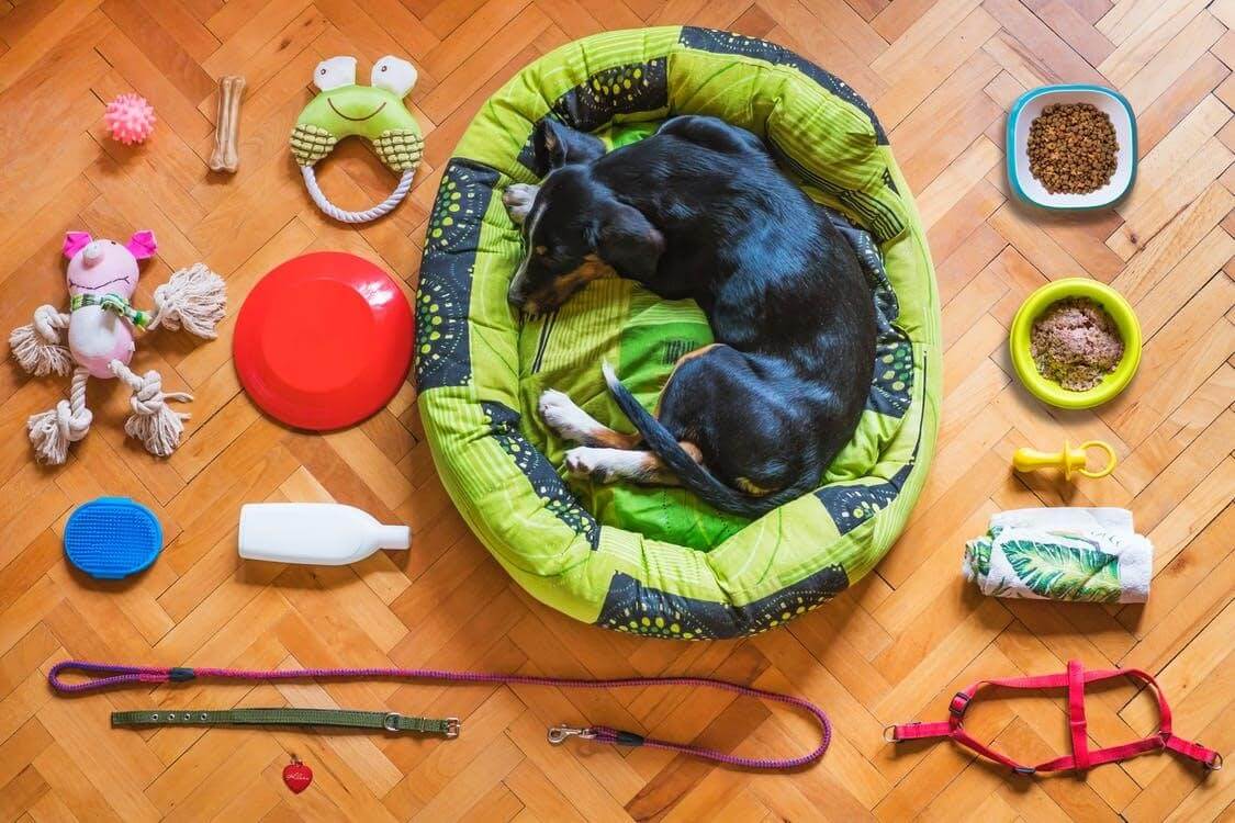 Black and Tan Short Coat Medium Sized Dog Lying on Green and White Pet Bed