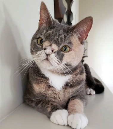 Pictures Of Cats With Down Syndrome