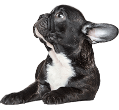 French Bulldog Breed