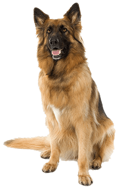 German Shepherd Dog Breed