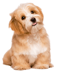 Havanese Dog Breed