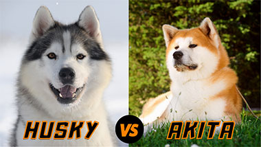 Husky Dog VS Akita Dog Breed