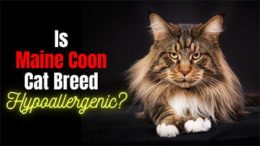 Is Maine Coon Cat Breed Hypoallergenic?