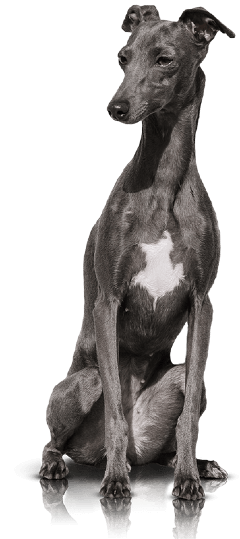 Italian Greyhound Dog Breed
