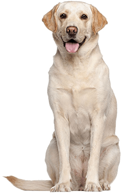 Labrador Retriever Dog Breed