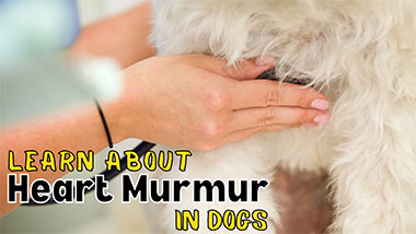 Heart Murmur in Dogs