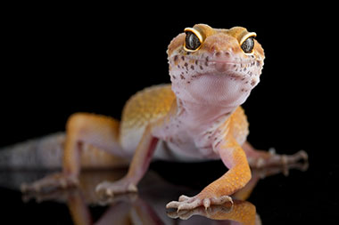 leopard gecko morphs