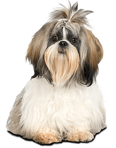 Lhasa Apso