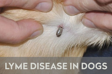 Lyme Disease in Dogs