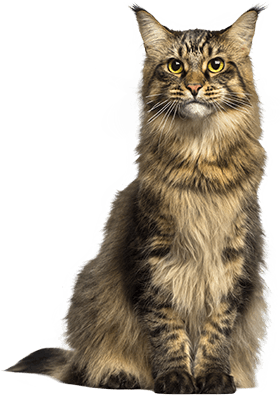 Maine Coon Cat