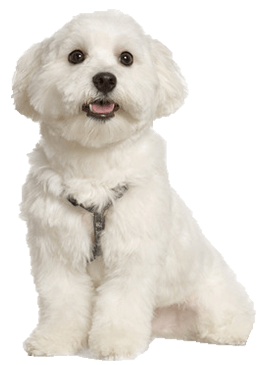 Maltese Dog Breed