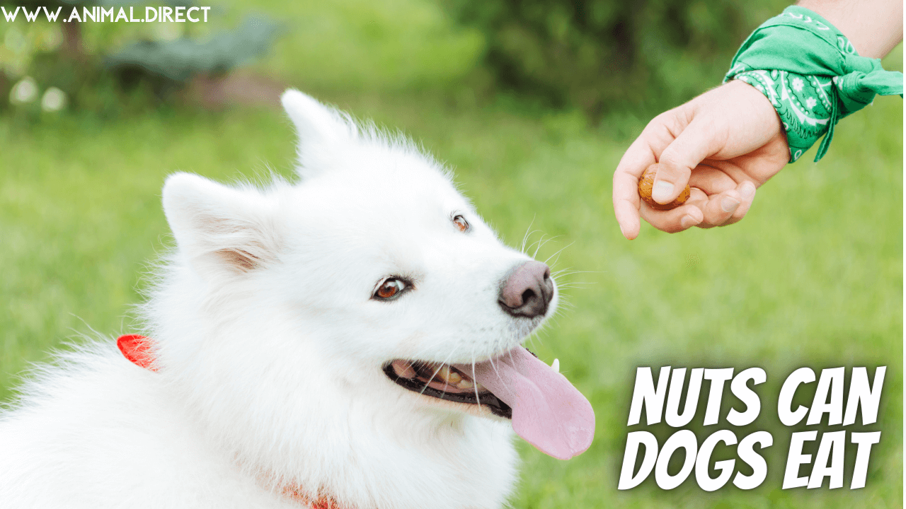 Nuts Can Dogs Eat