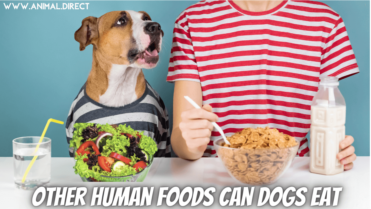 what human food can a puppy eat