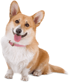 Pembroke Welsh Corgi