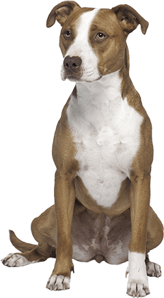 Pit Bull Terrier Dog Breed