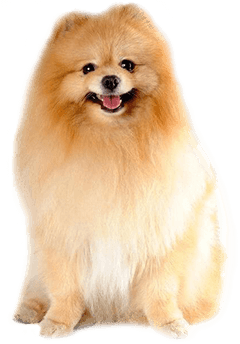 Pomeranian Dog Breed