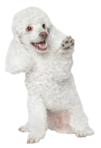 Poodle Dog Breed