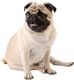 Pug Dog Breed