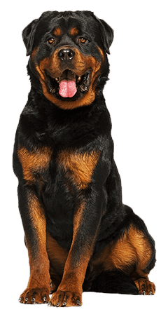 Rottweiler Dog Breed