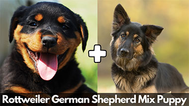 Rottweiler German Shepherd Mix Puppy