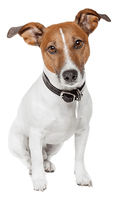 Russell Terrier Dog Breed