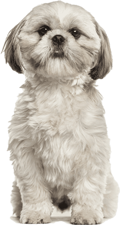 Shih Tzu Dog Breed