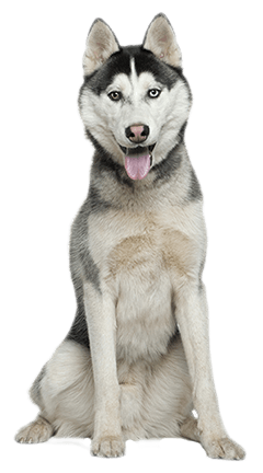 Siberian Husky Dog Breed