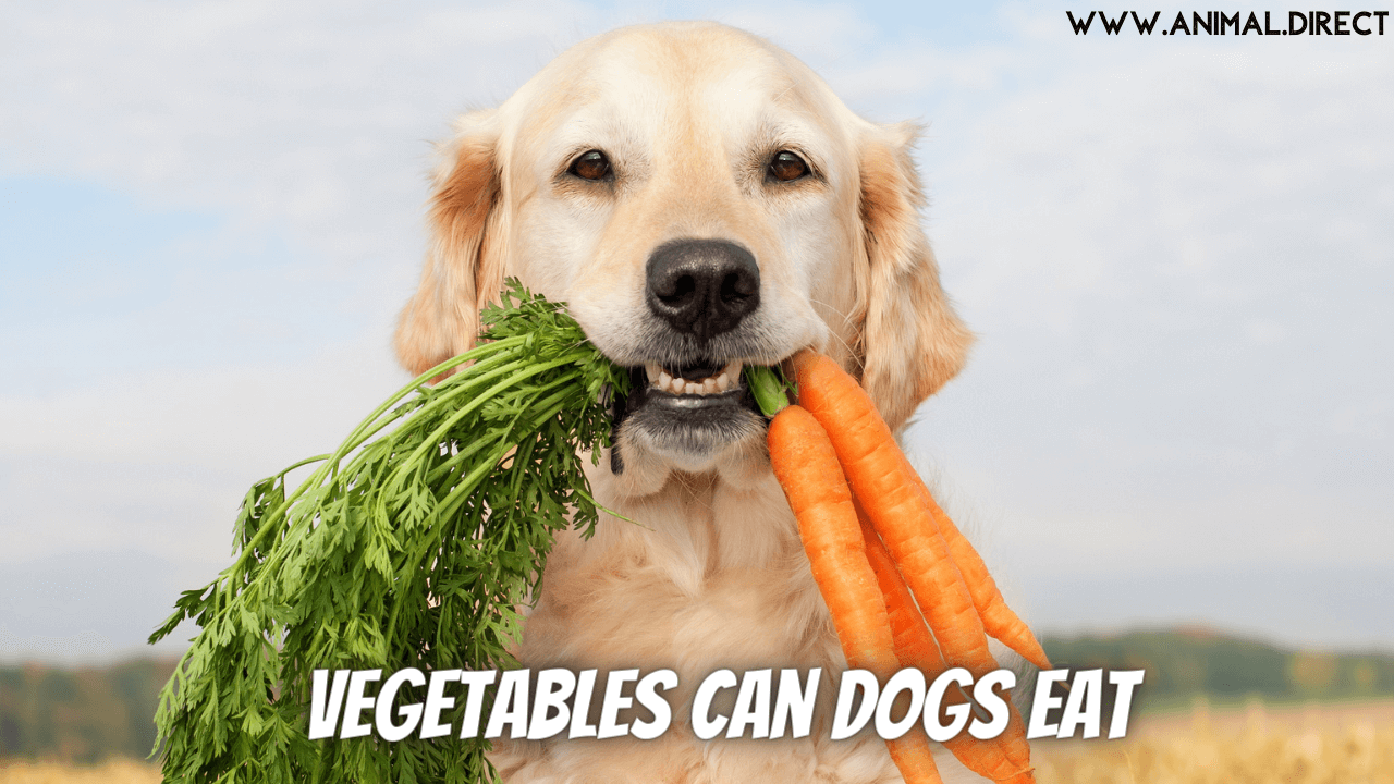 Vegetables Can Dogs Eat