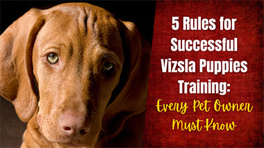 5 Rules and Tips for Successful Vizsla Puppies Training