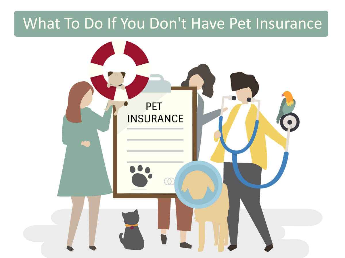 What To Do If You Don't Have Pet Insurance