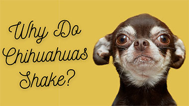 Why Do Chihuahuas Shake