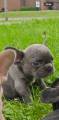Breeder Thumbnail