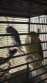 Breeder Thumbnail