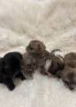 Breeder Thumbnail