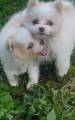 Breeder Thumbnail