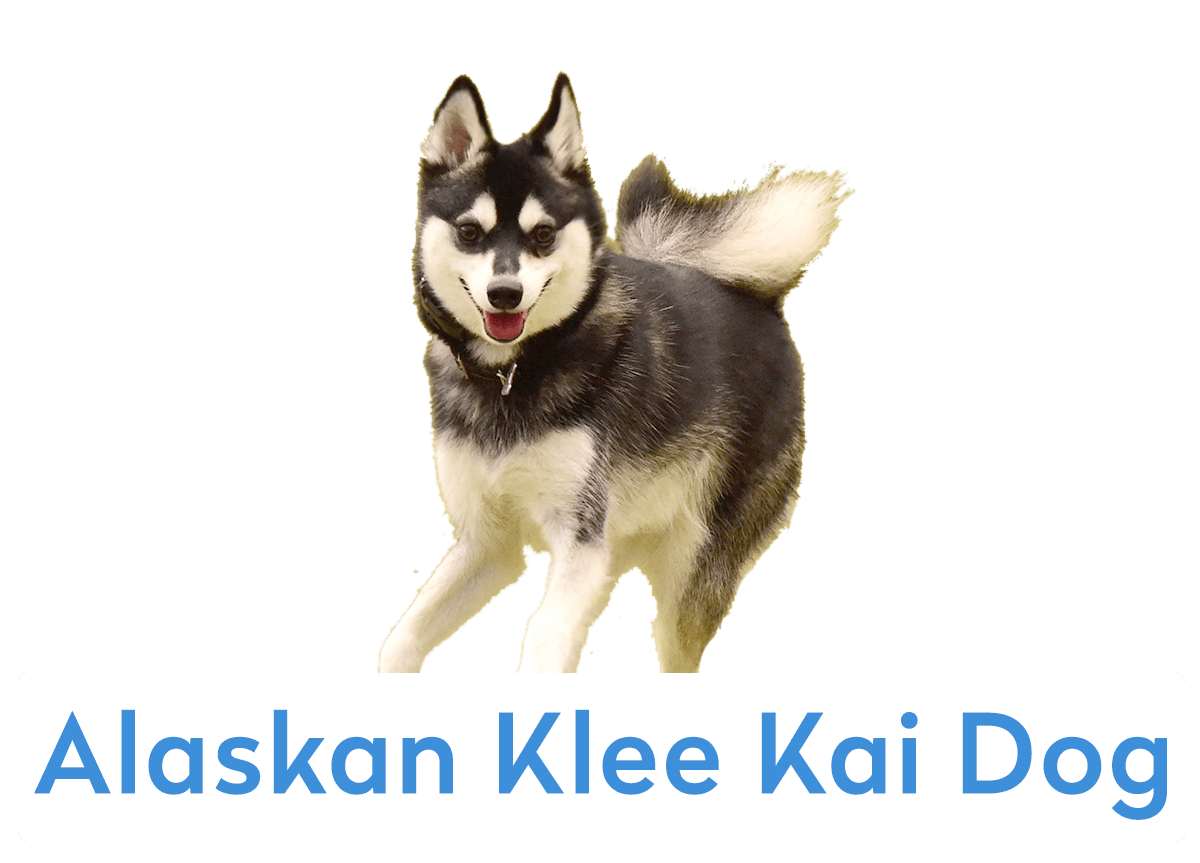 Alaskan Klee Kai