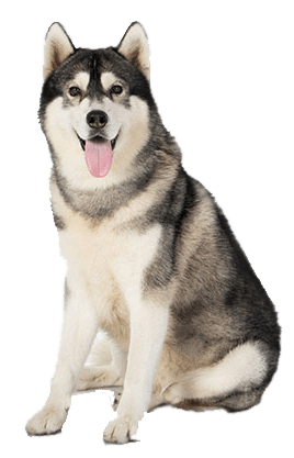 alaskan malamute temperament