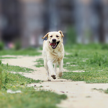 best dog breed for runners