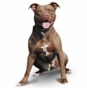 Pitbull Terrier