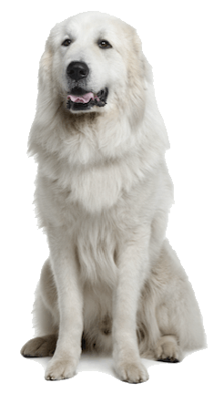 Great Pyrenees For Sale In Usa Animal Direct