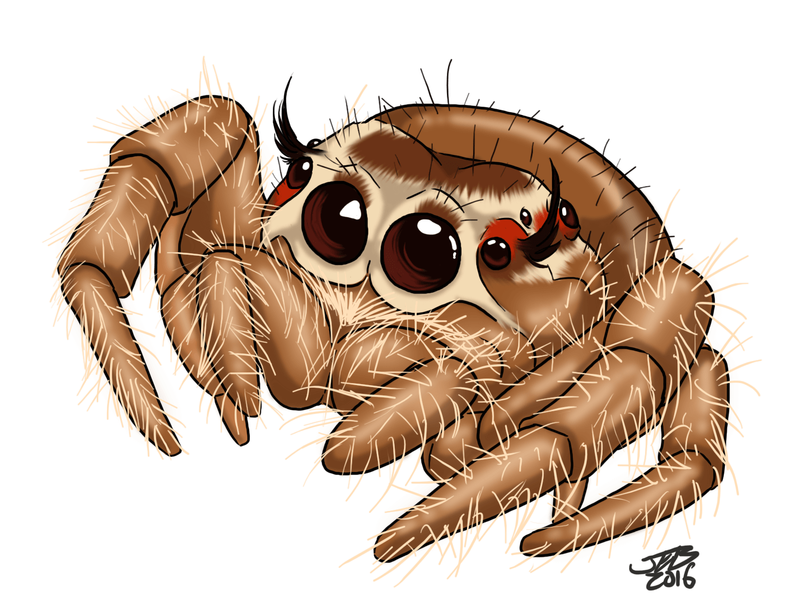 jumping spider