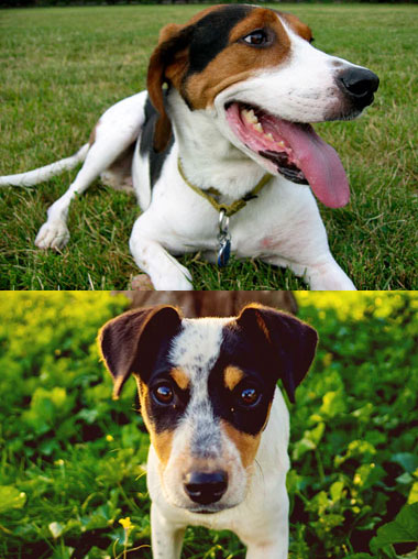 Comparison Treeing Walker Coonhound Vs Foxhound