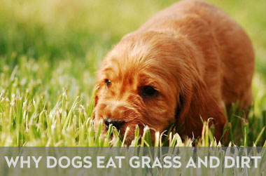 why do puppies eat grass and dirt